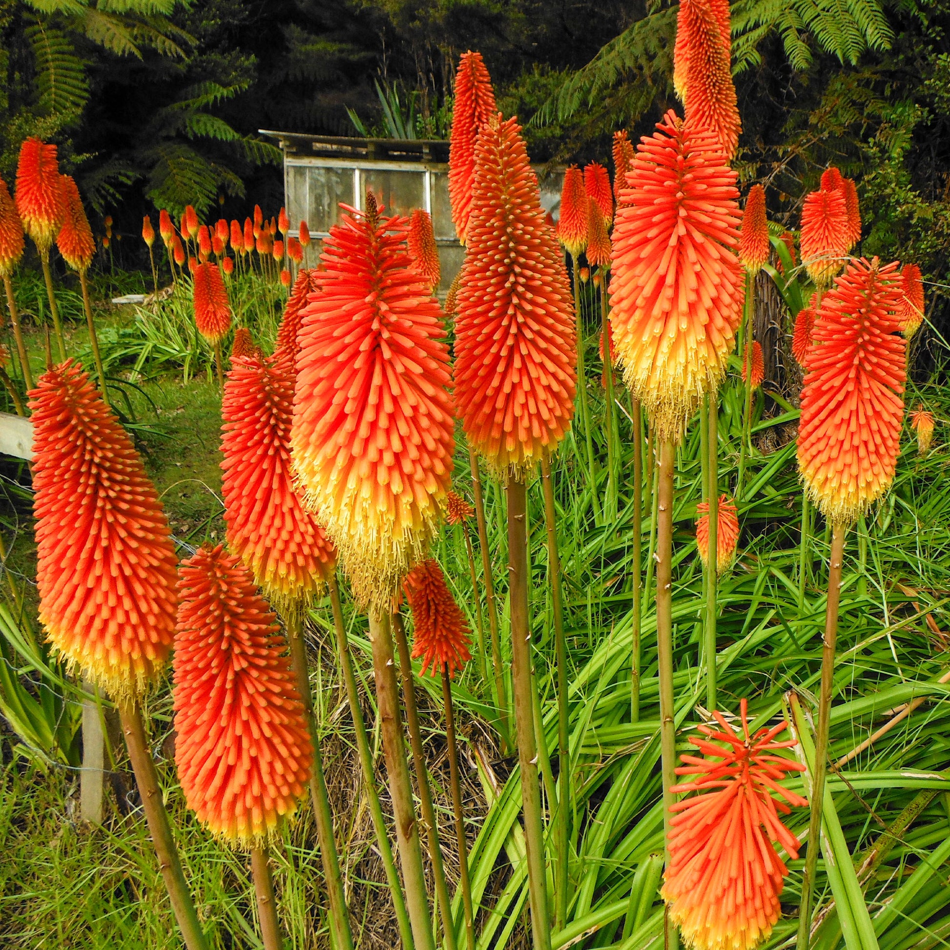 Verkoop Vuurpijl (x5) - Kniphofia uvaria