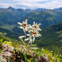 Verkoop Edelweiss - Leontopodium alpinum