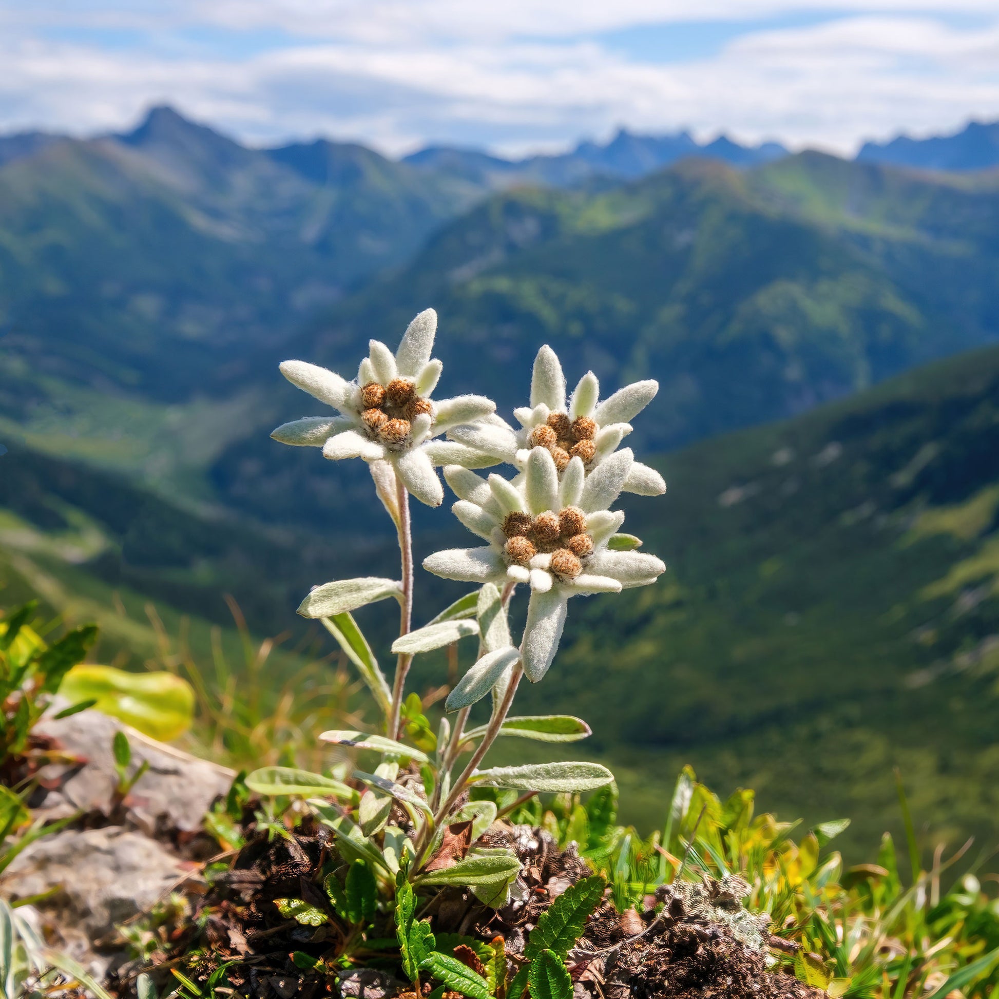 Verkoop Edelweiss - Leontopodium alpinum