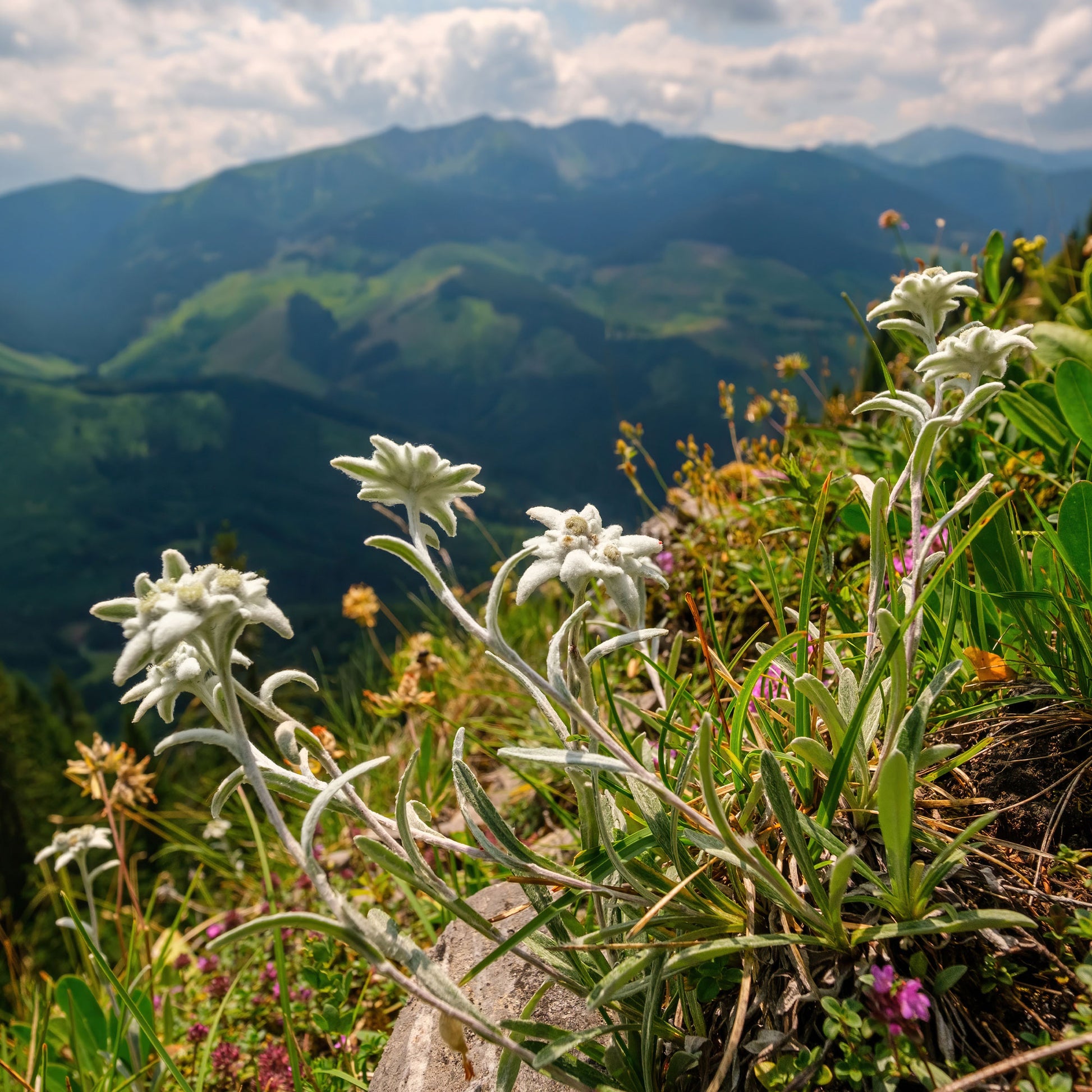 Verkoop Edelweiss