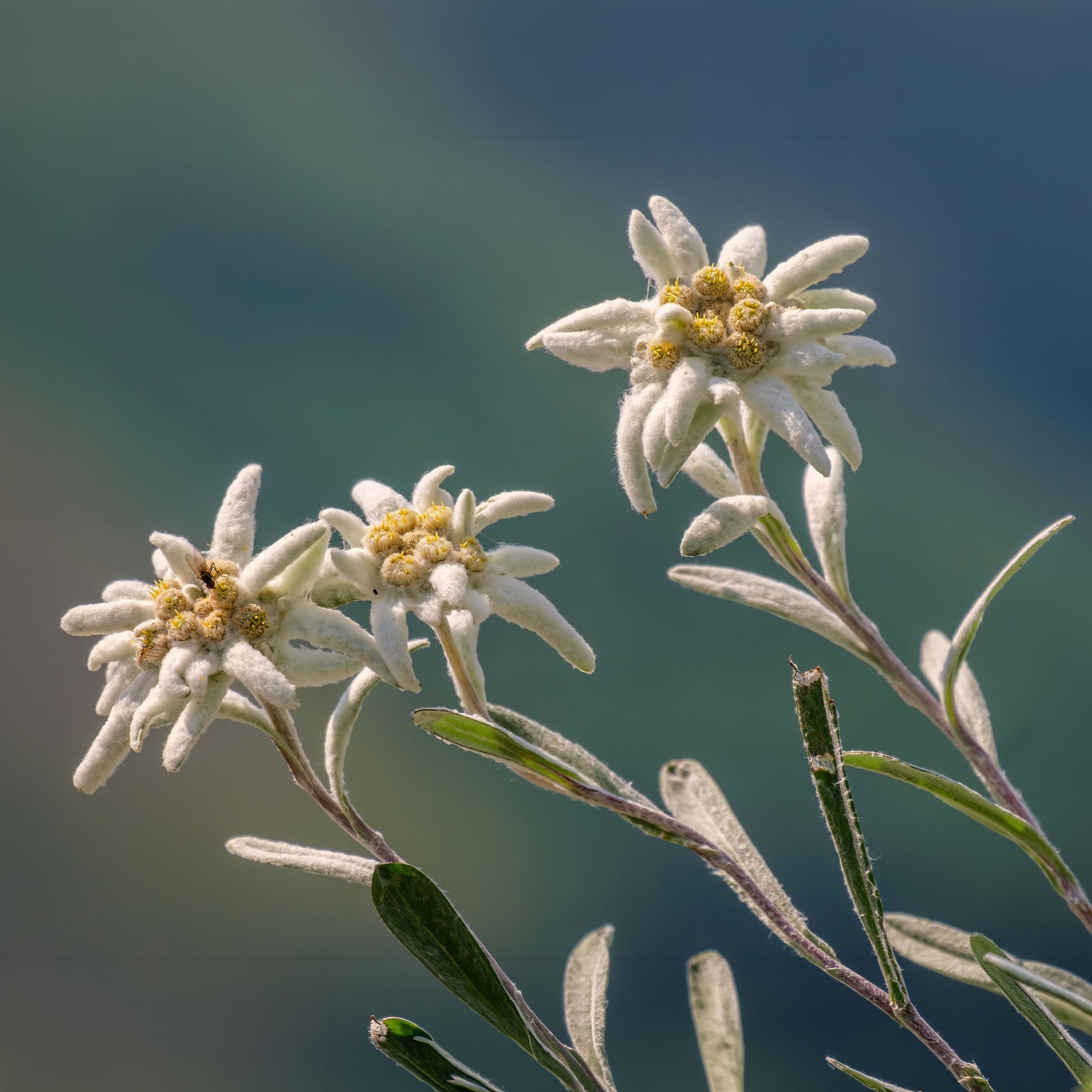 Edelweiss - Vaste planten - Bakker