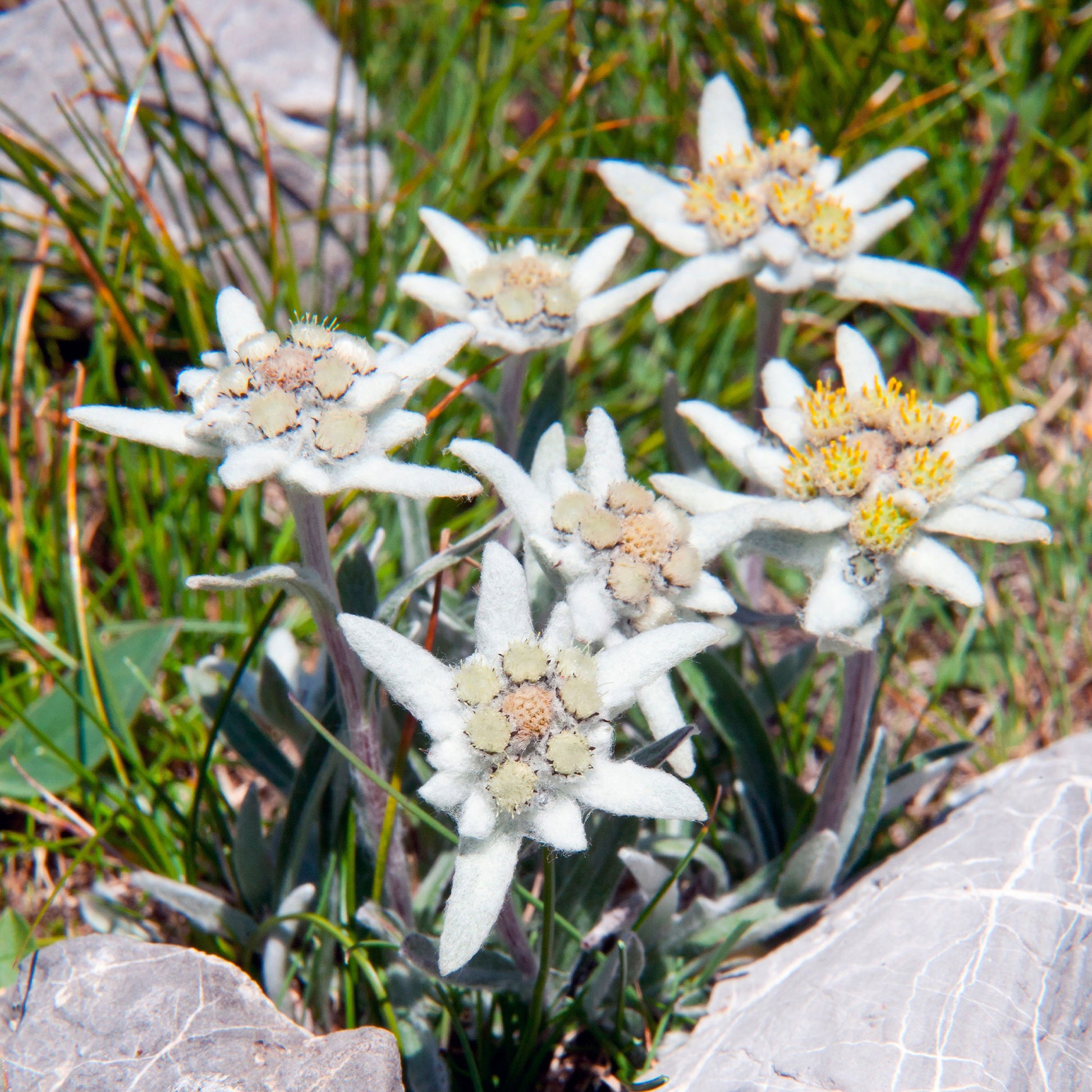 Verkoop Edelweiss - Vaste planten