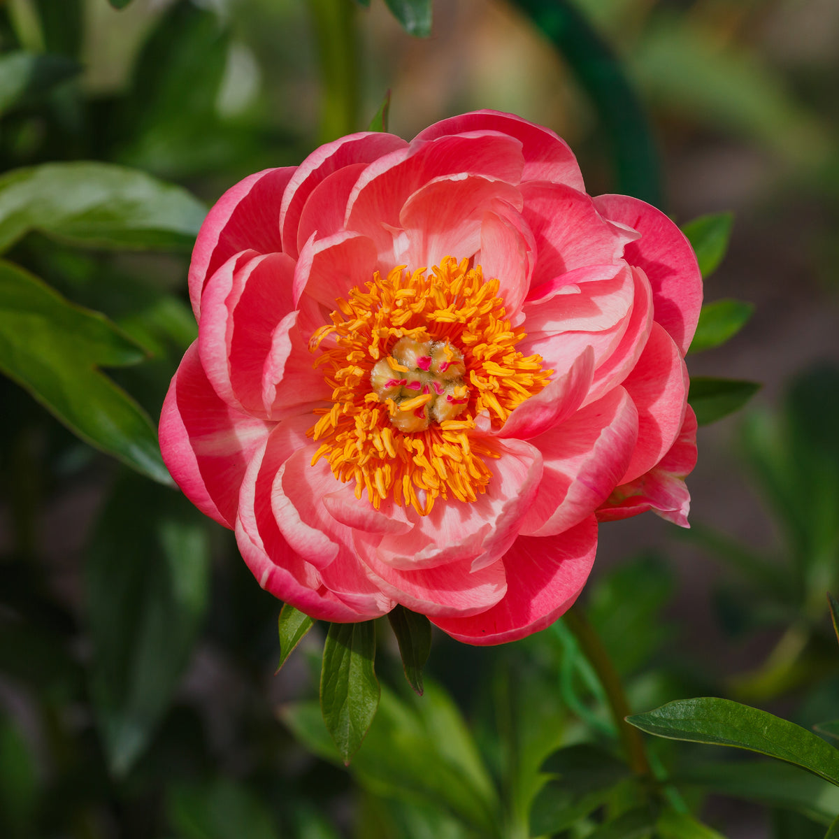 Paeonia lactiflora Coral Sunset - Pioenroos 'Coral Sunset' - Pioenrozen