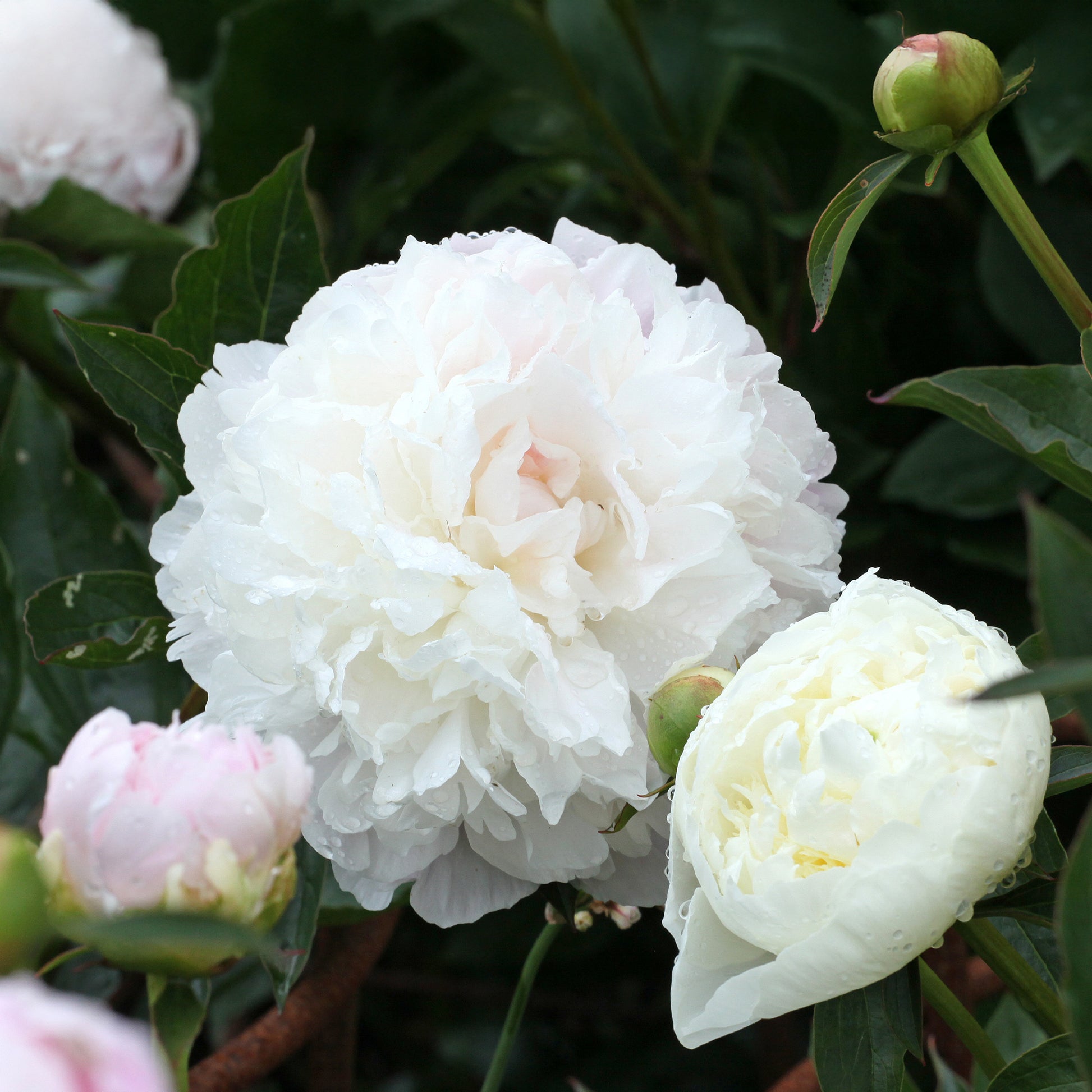 Pioenroos 'Duchesse de Nemours' - Paeonia lactiflora Duchesse de Nemours - Bakker