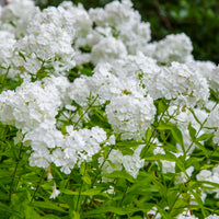 Vlambloem 'White Admiral' - Bakker