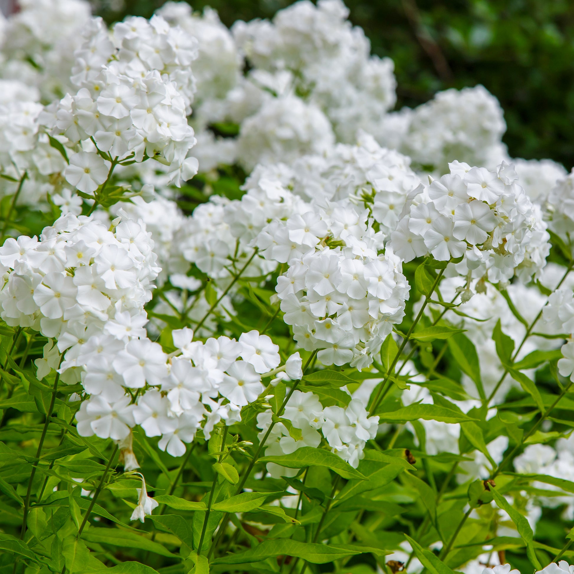 Vlambloem 'White Admiral' - Bakker