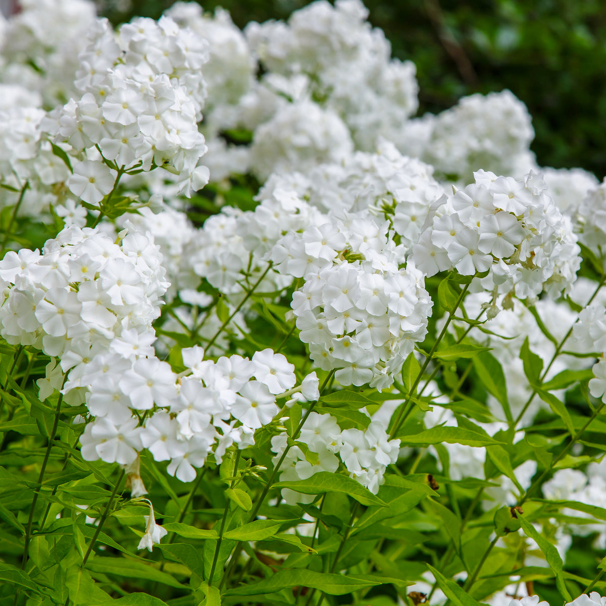 Vlambloem 'White Admiral' - Bakker