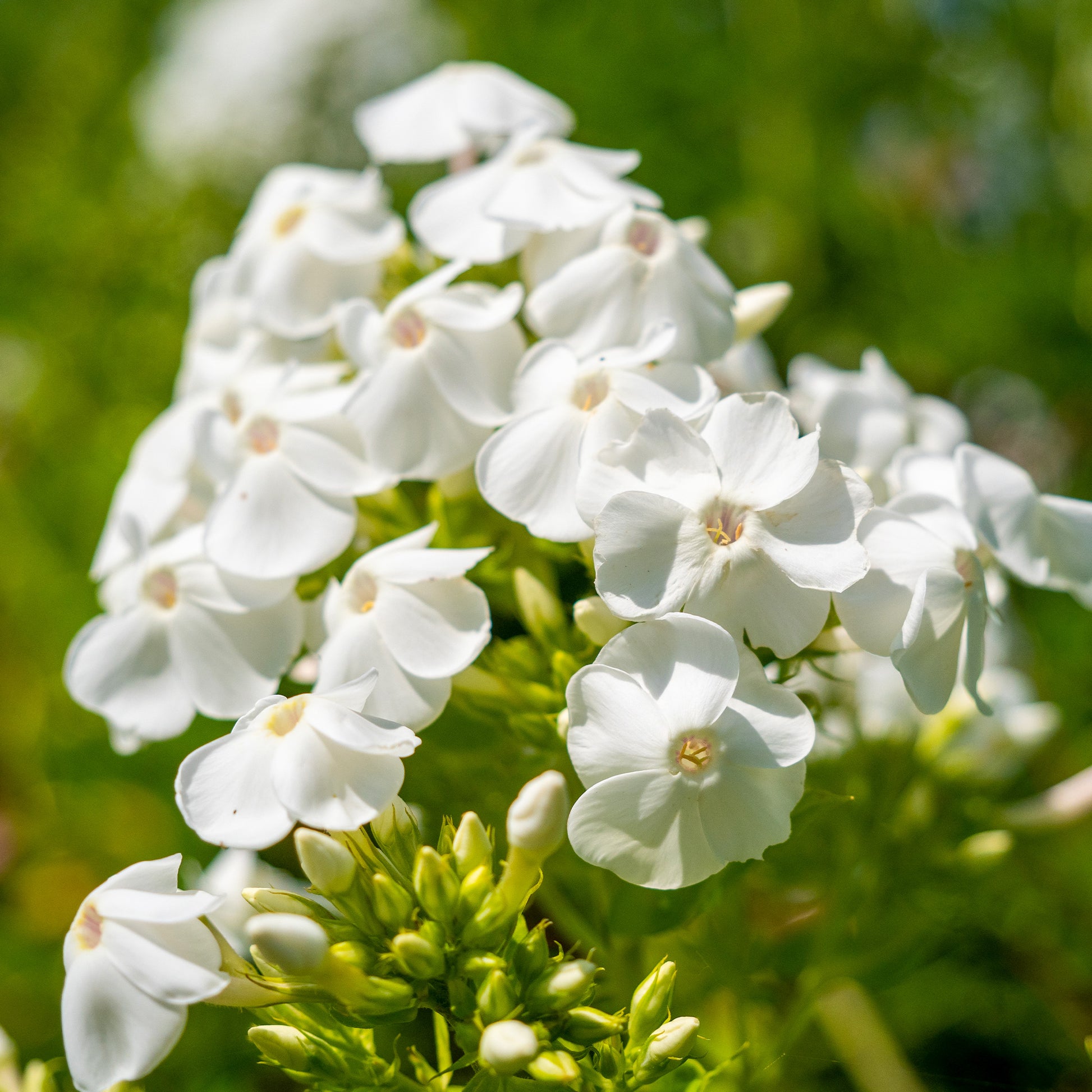 Vlambloem 'White Admiral' - Phlox paniculata white admiral - Bakker