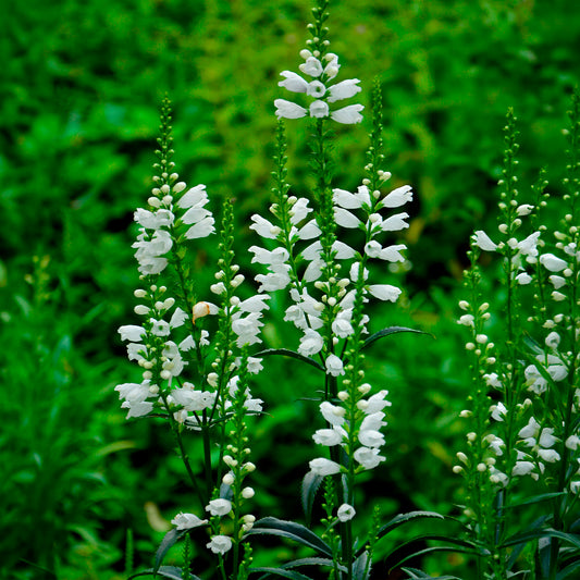 Scharnierplant 'Alba'