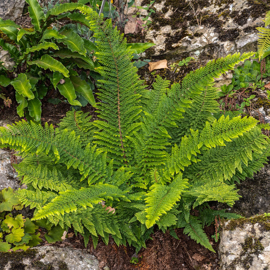 Zachte naaldvaren 'Herrenhausen' - Bakker