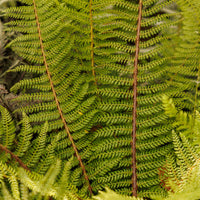 Polystichum setiferum Herrenhausen - Zachte naaldvaren 'Herrenhausen' - Vaste planten