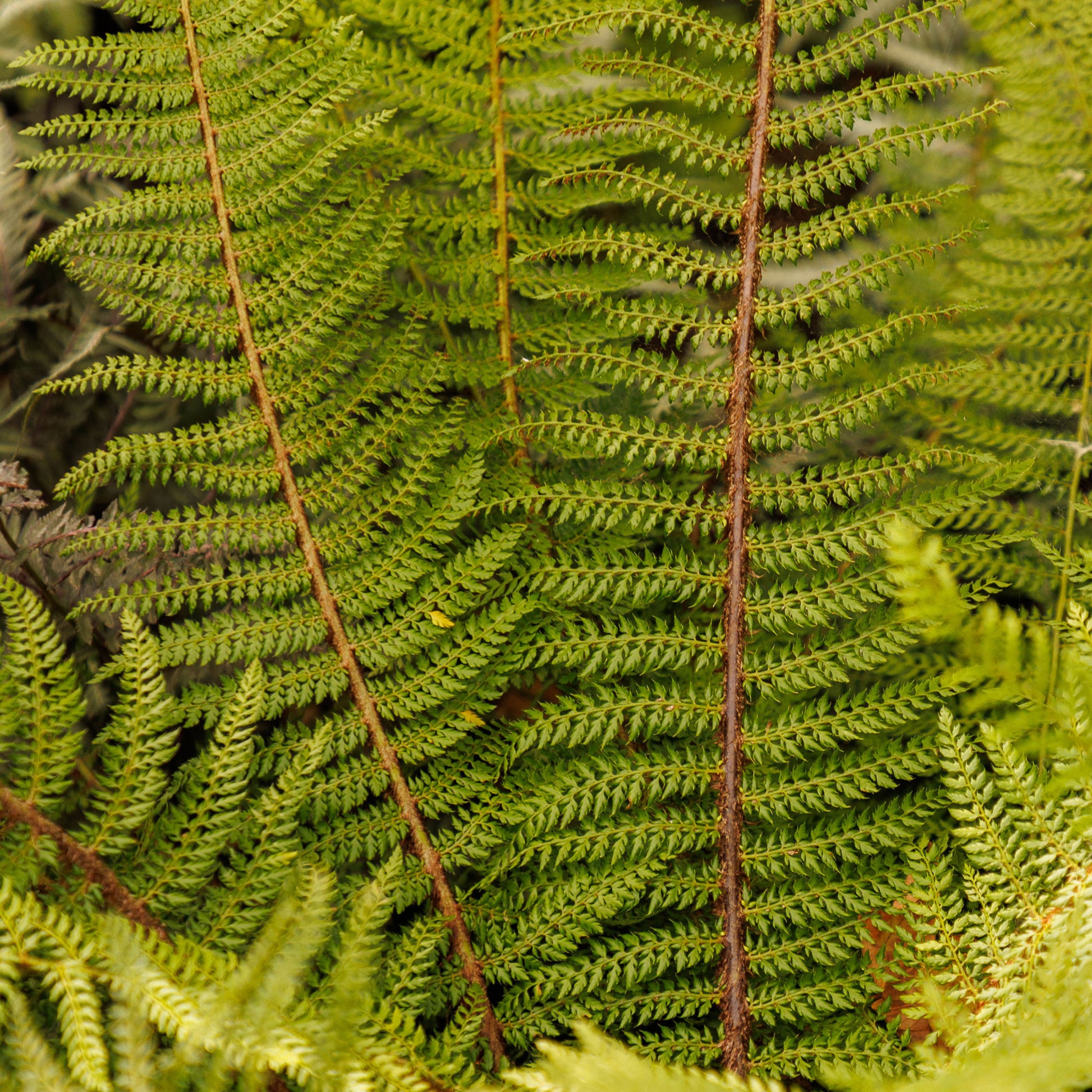 Polystichum setiferum Herrenhausen - Zachte naaldvaren 'Herrenhausen' - Vaste planten