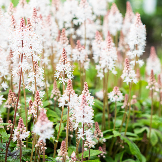Schuimbloem Tiarella 'Pink Skyrocket' - Bakker
