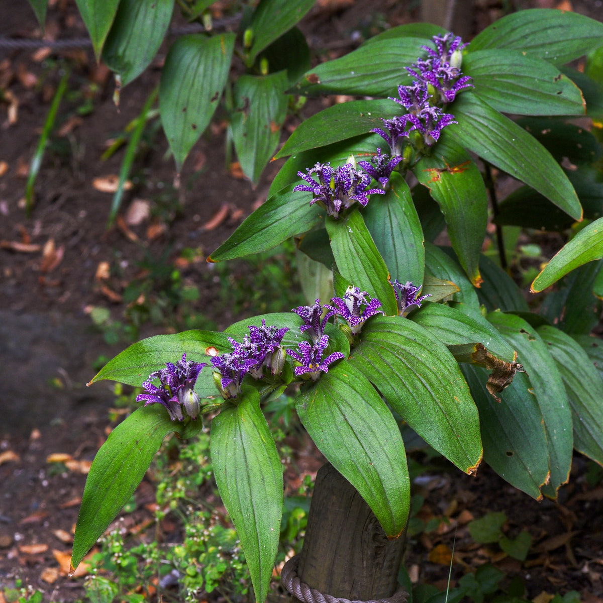Vaste planten - Armeluisorchidee - Tricyrtis hirta
