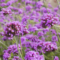 5 vaste planten voor bloeiende border - Calamagrostis acutiflora,Molinia caerulea,Verbena bonariensis,Echinacea purpurea, Salvia nemorosa                     - Bakker