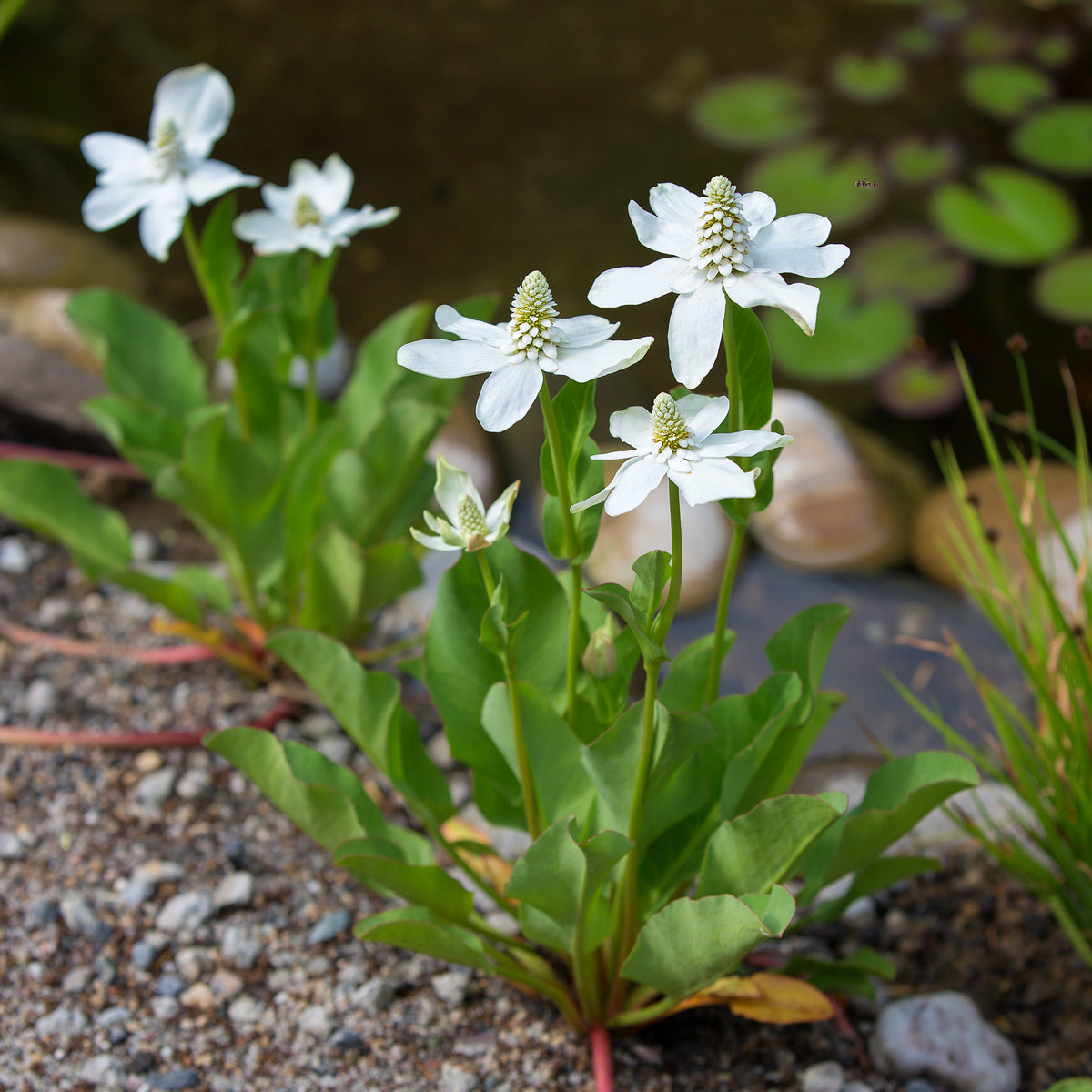 Alle vijverplanten - Californische Anemopsis - Anemopsis californica