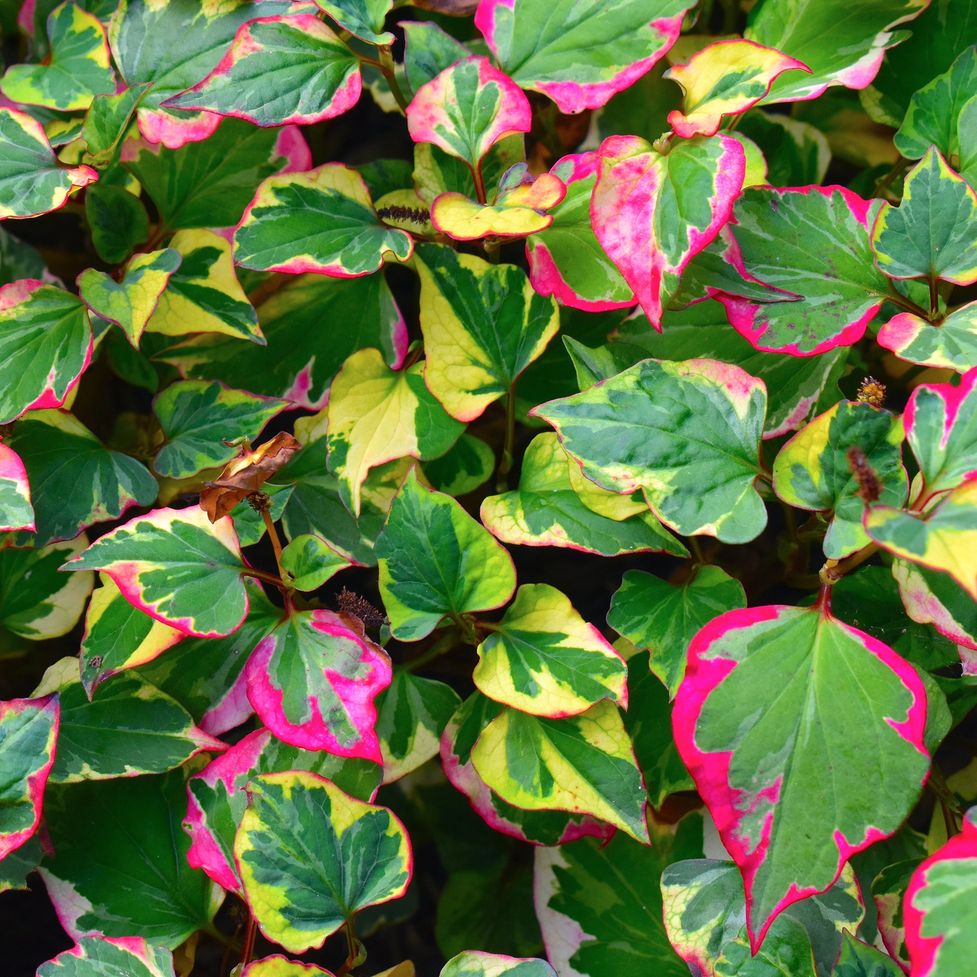 Moerasanemoon 'Chameleon' - Houttuynia cordata chameleon - Bakker