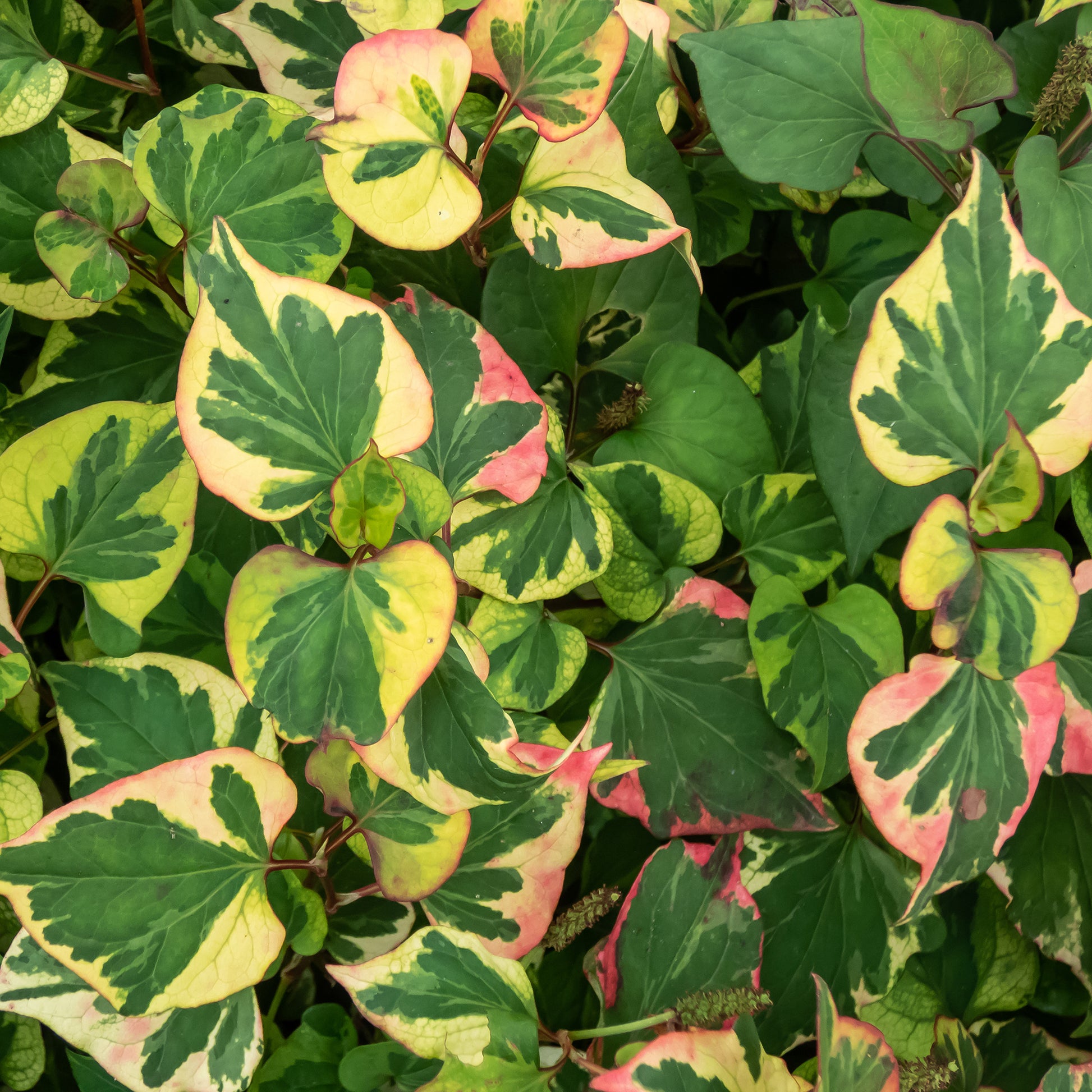 Houttuynia cordata chameleon - Moerasanemoon 'Chameleon' - Alle vijverplanten
