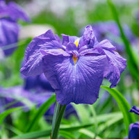 Japanse iris kaempferi paars - Moerasplant, Oeverplant - Iris kaempferi - Bakker