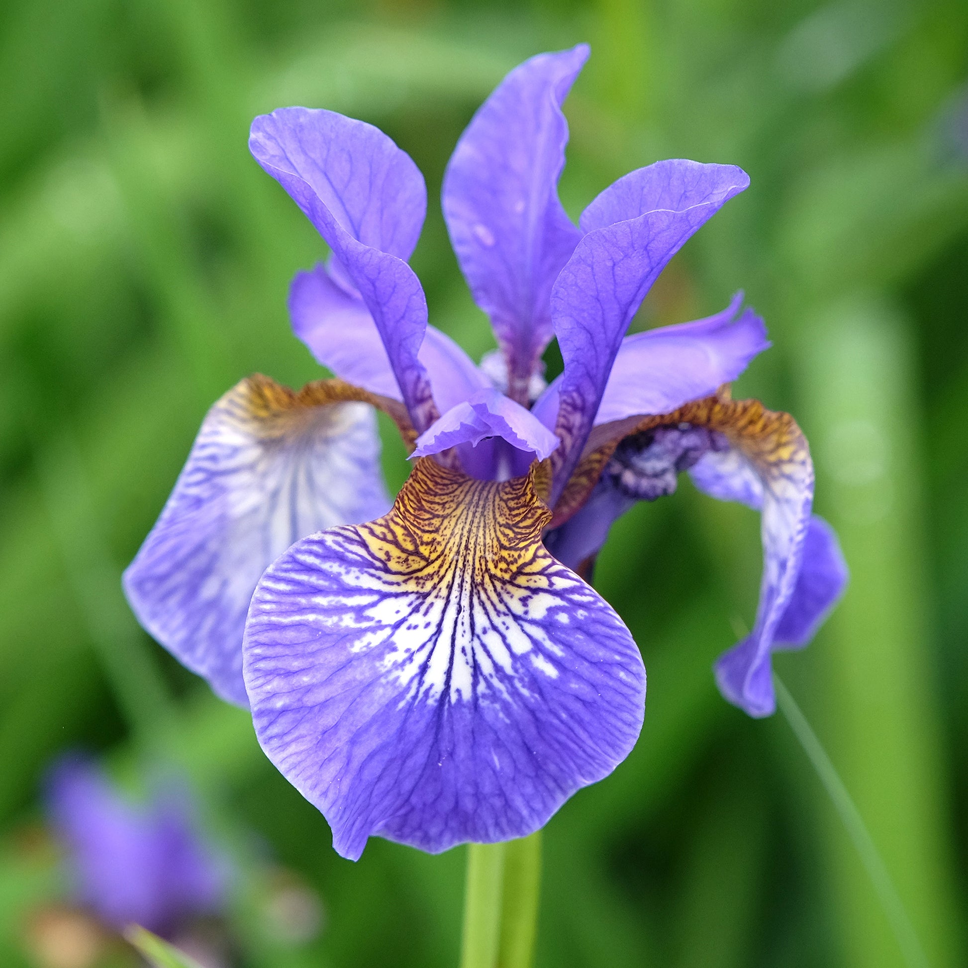 Iris sibirica - Siberische lis - Siberische iris - Iris sibirica