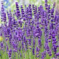 Lavendel 'Hidcote' - Lavandula angustifolia Hidcote - Bakker