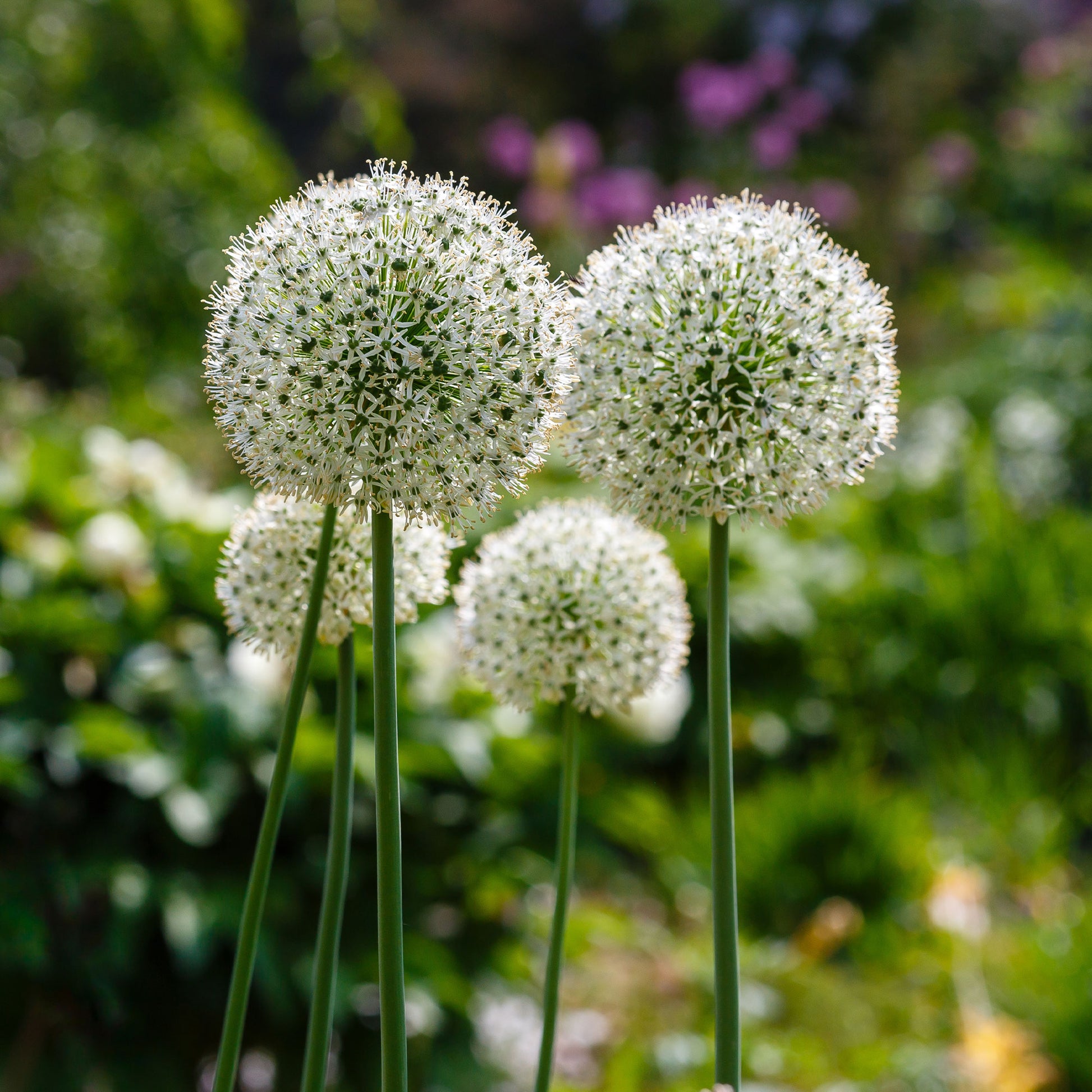 Sierui 'Mount Everest' (x2) - Allium stipitatum mount everest - Bakker