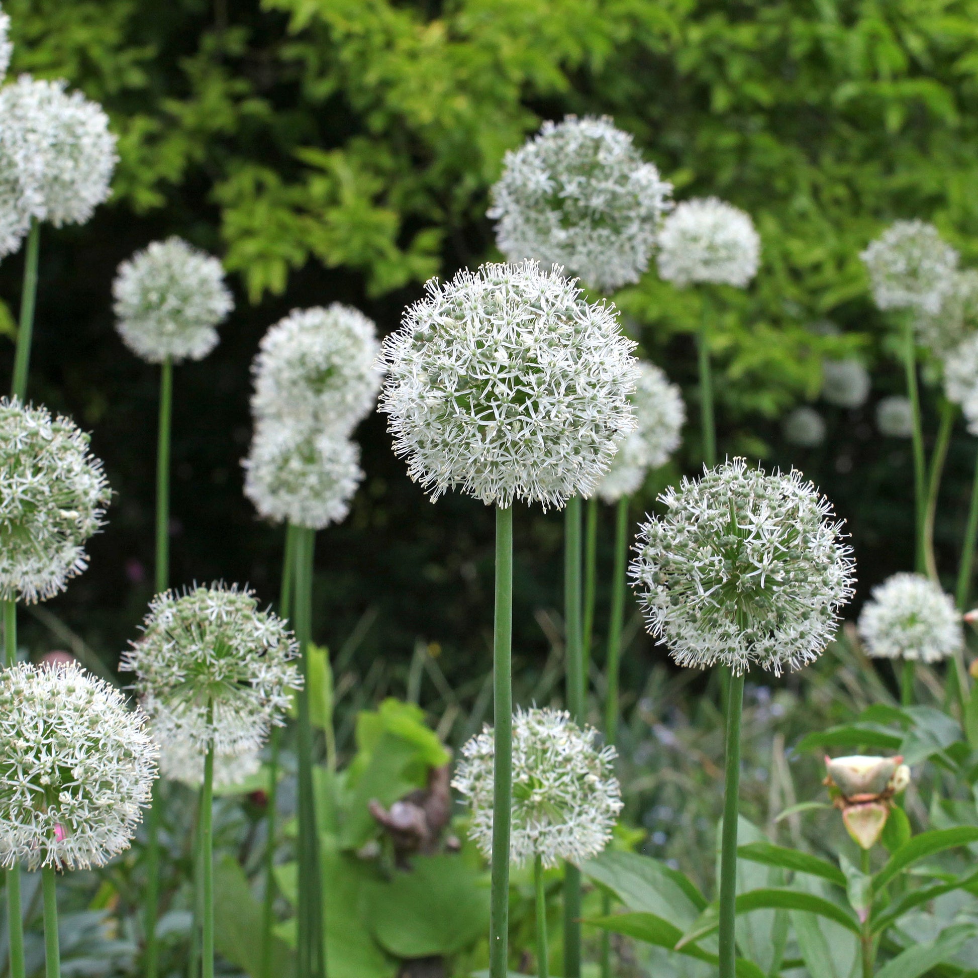 Allium stipitatum mount everest - Sierui 'Mount Everest' (x2) - Allium