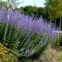 Perovskia atriplicifolia blue spire - Russische salie 'Blue Spire' - Salie