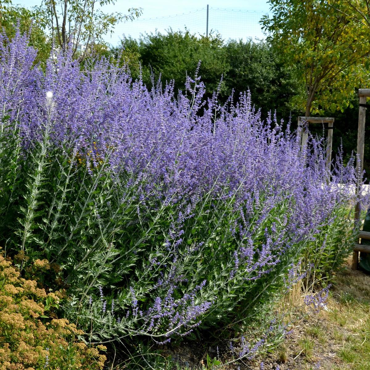 5 vaste planten voor zonnige border - Deschampsia cespitosa, Gaura lindheimeri, Nepeta faassenii, Perovskia atriplicifolia, Echinacea pallida                 - Bakker