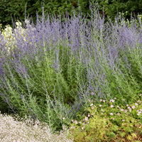 Russische salie 'Blue Spire' - Bakker