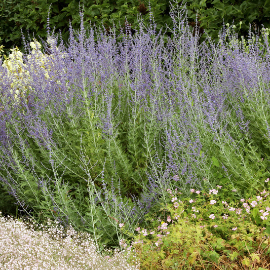 Russische salie 'Blue Spire'