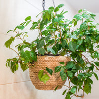 Koningswingerd 'Ellen Danica' - Cissus ellen danica - Bakker