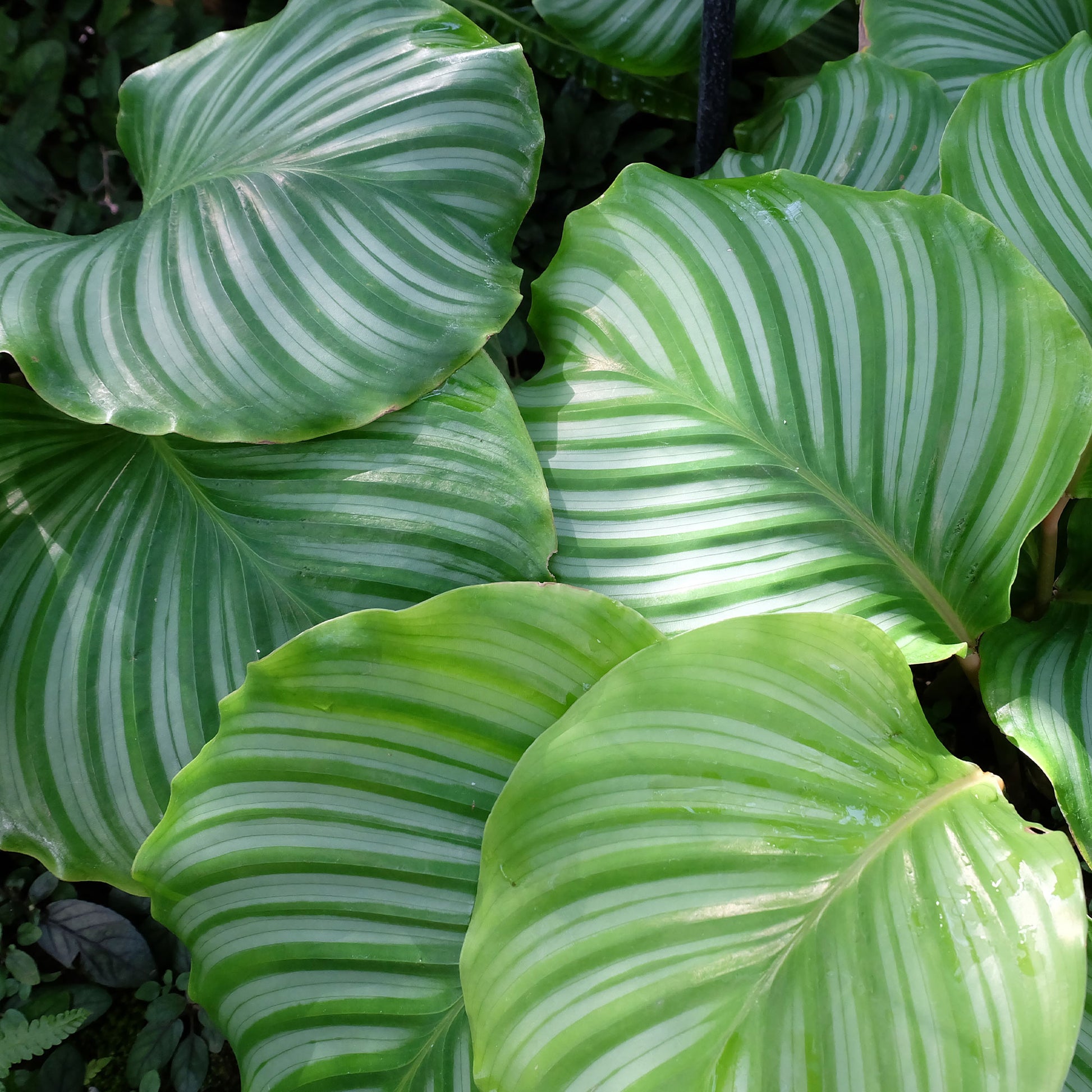 Calathea - Bidplant Calathea orbifolia - Calathea orbifolia