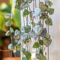 Vetplanten voor binnen - Chinees lantaarntje - Ceropegia woodii