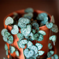 Verkoop Chinees lantaarntje