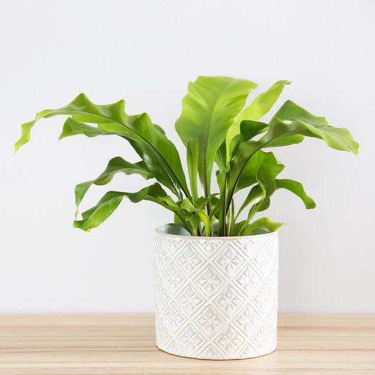 Tongvaren 12 cm pot - Bakker