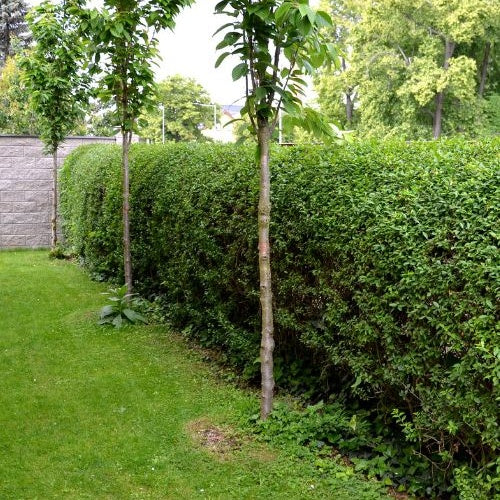 Haagliguster Ligustrum ovalifolium - Winterhard - Ligustrum ovalifolium