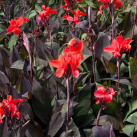 Canna - Kanna - Indisch bloemriet 'Red Futurity' (x2) - Canna 'red futurity'