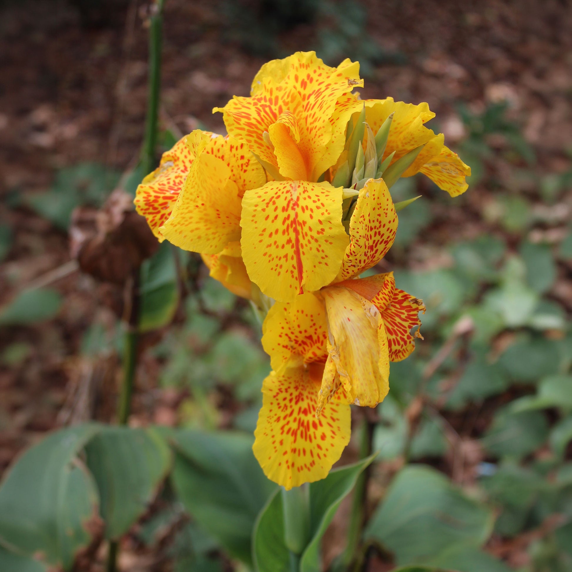 Indisch bloemriet 'Tropical Yellow' (x2) - Bakker
