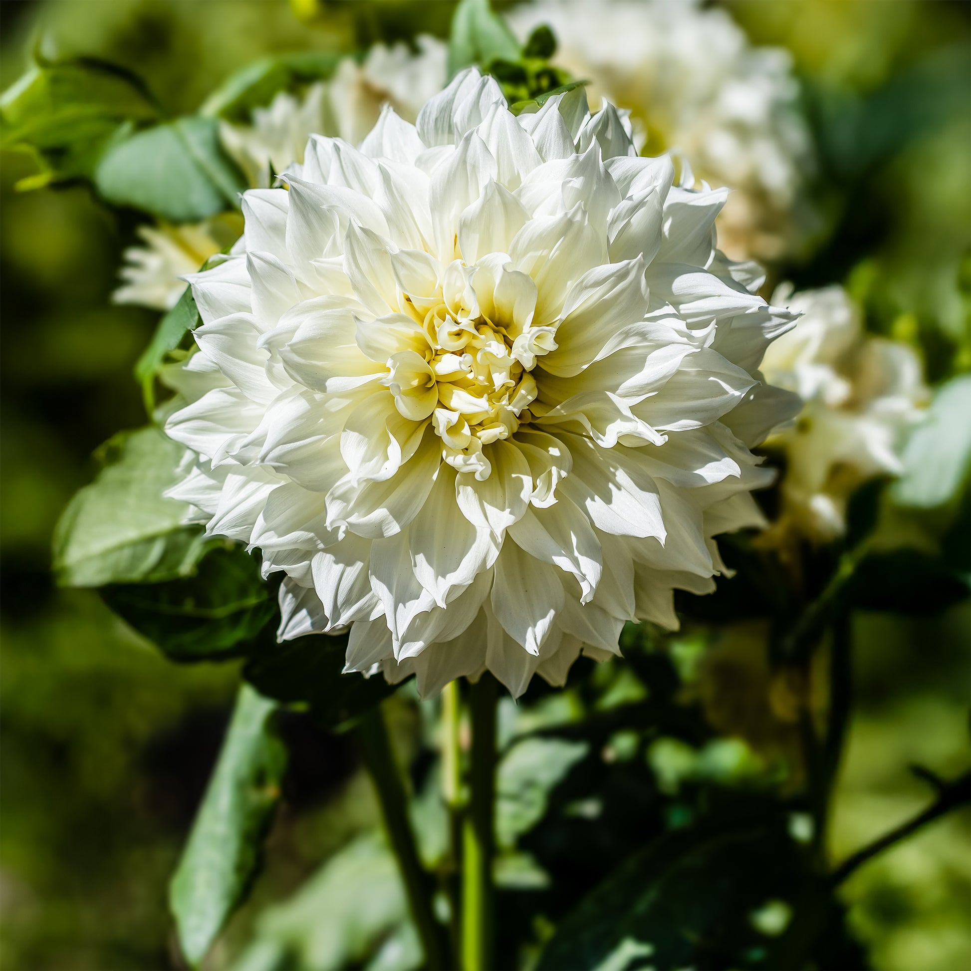 Dahlia 'Fleurel' (x3) - Dahlia 'fleurel' - Bakker