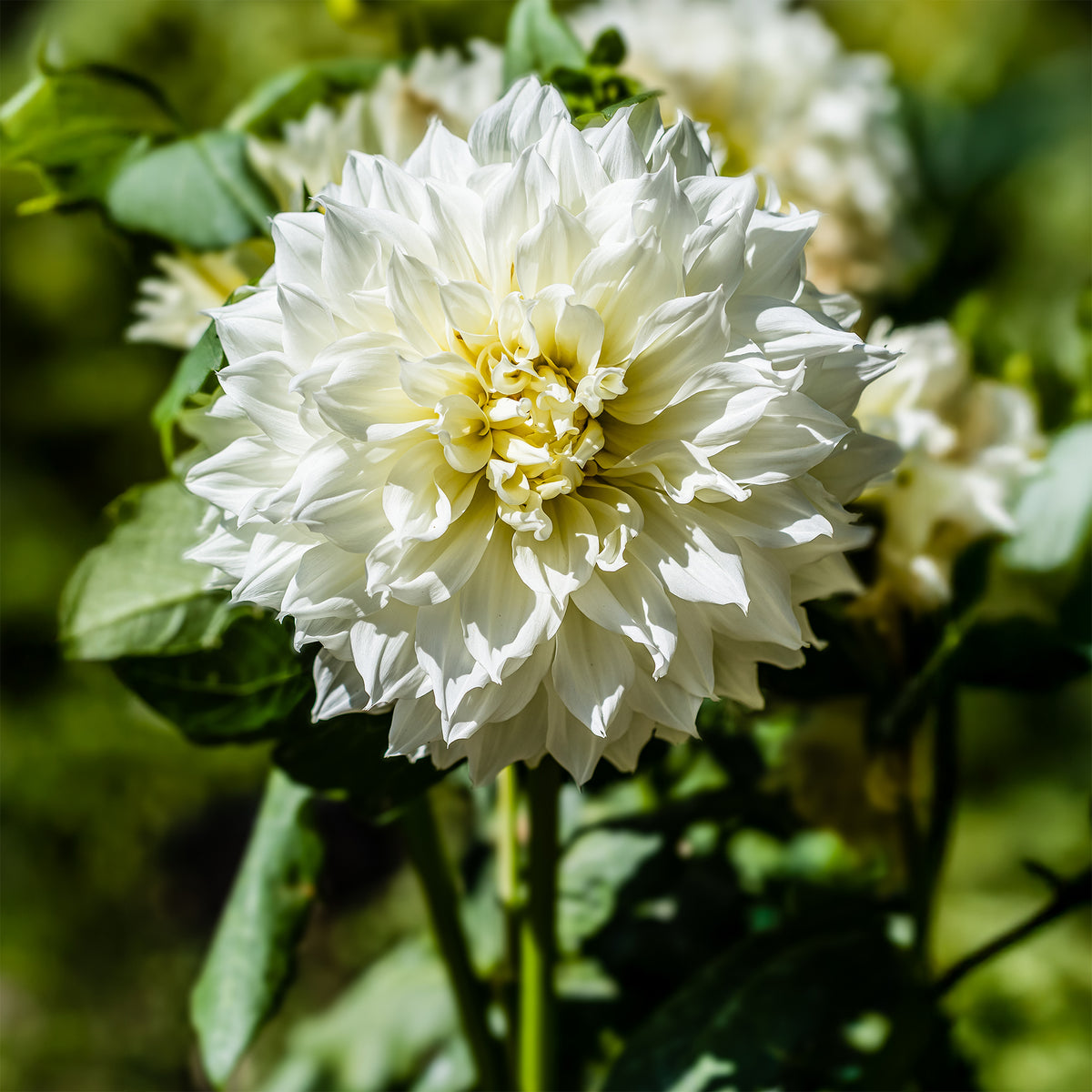 Dahlia 'Fleurel' (x3) - Dahlia 'fleurel' - Bakker