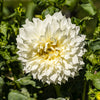 Dahlia 'Fleurel' (x3) - Bakker