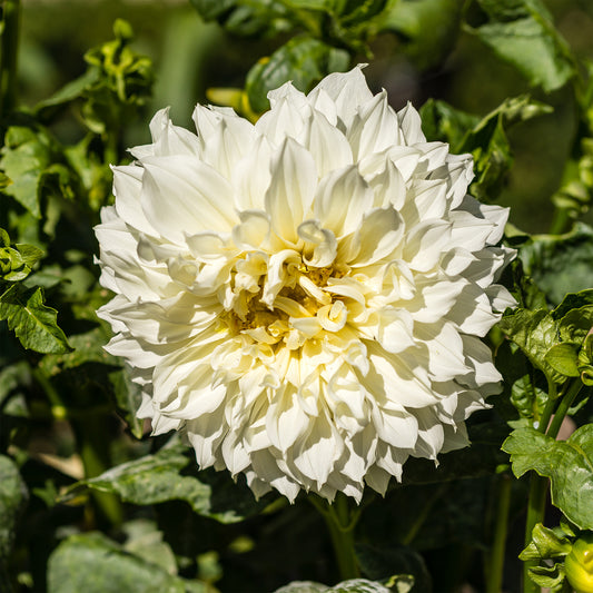 Dahlia 'Fleurel' (x3) - Bakker