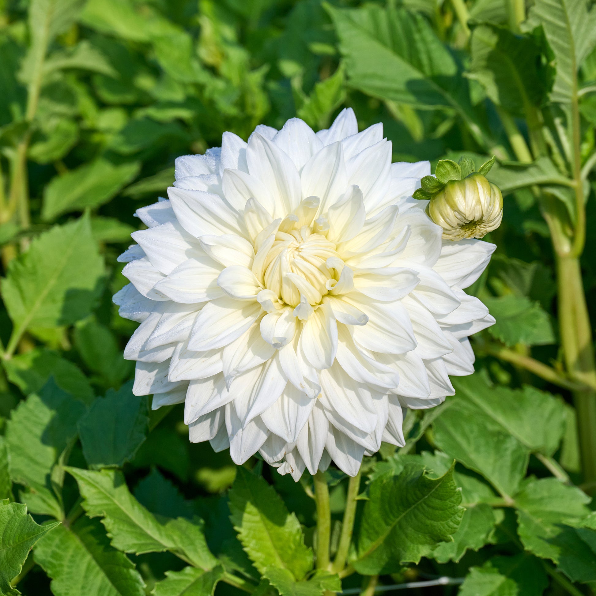 Dahlia  - Dahlia 'Fleurel' (x3) - Dahlia 'fleurel'
