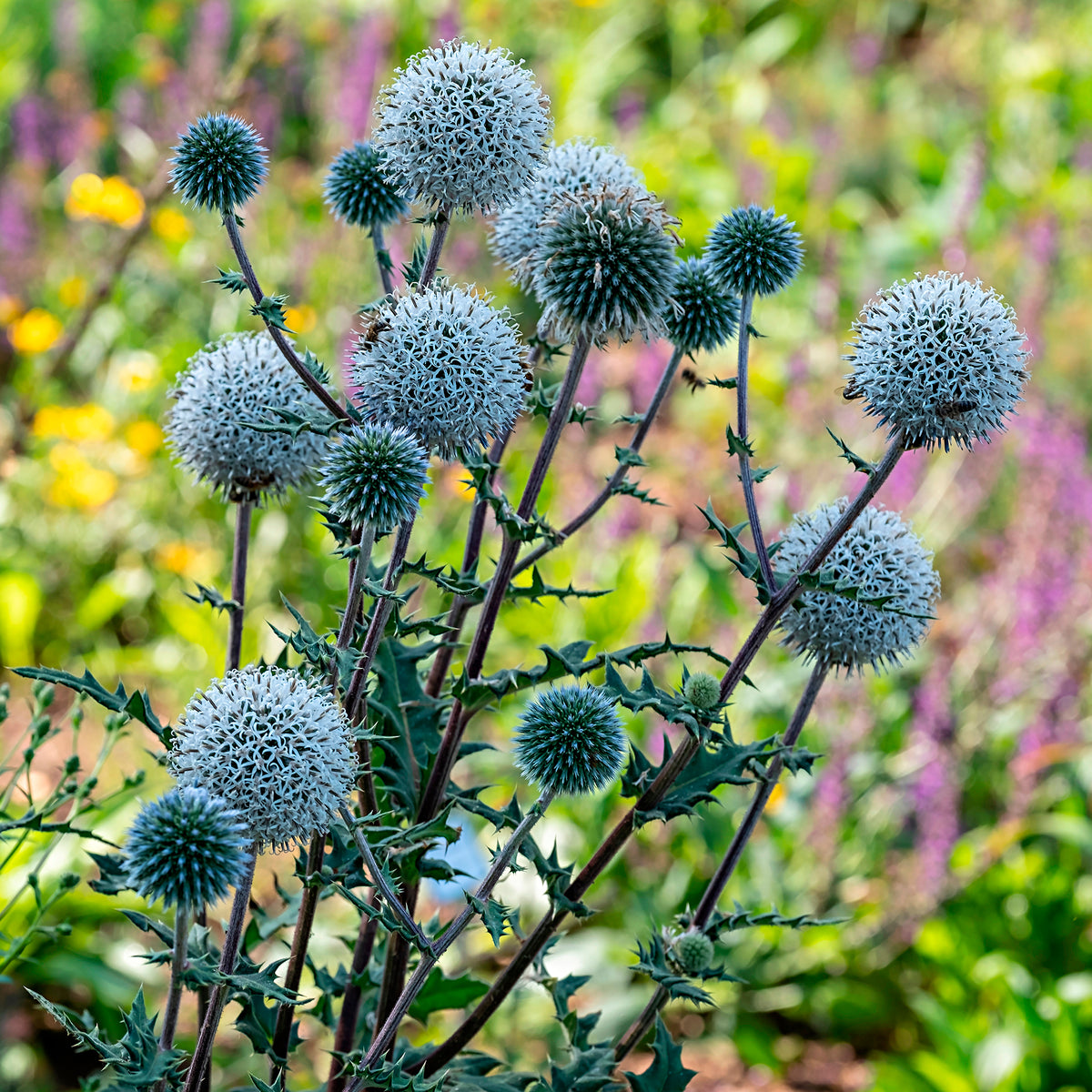 Kogeldistel 'Arctic Glow'