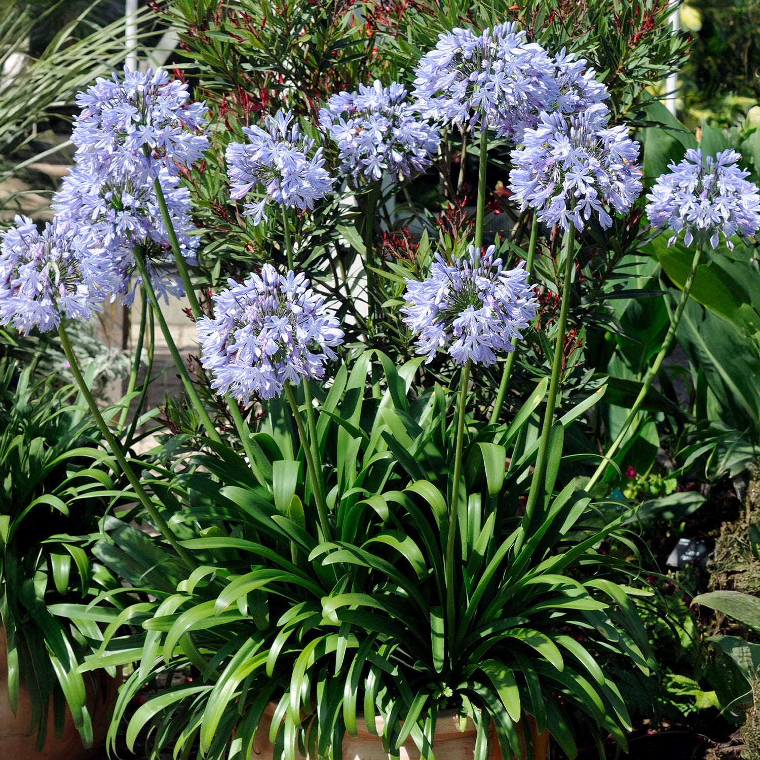 Agapanthus