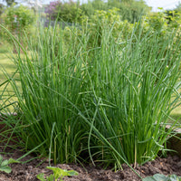 Zakje bieslook zaden - Allium schoenoprasum - Bakker
