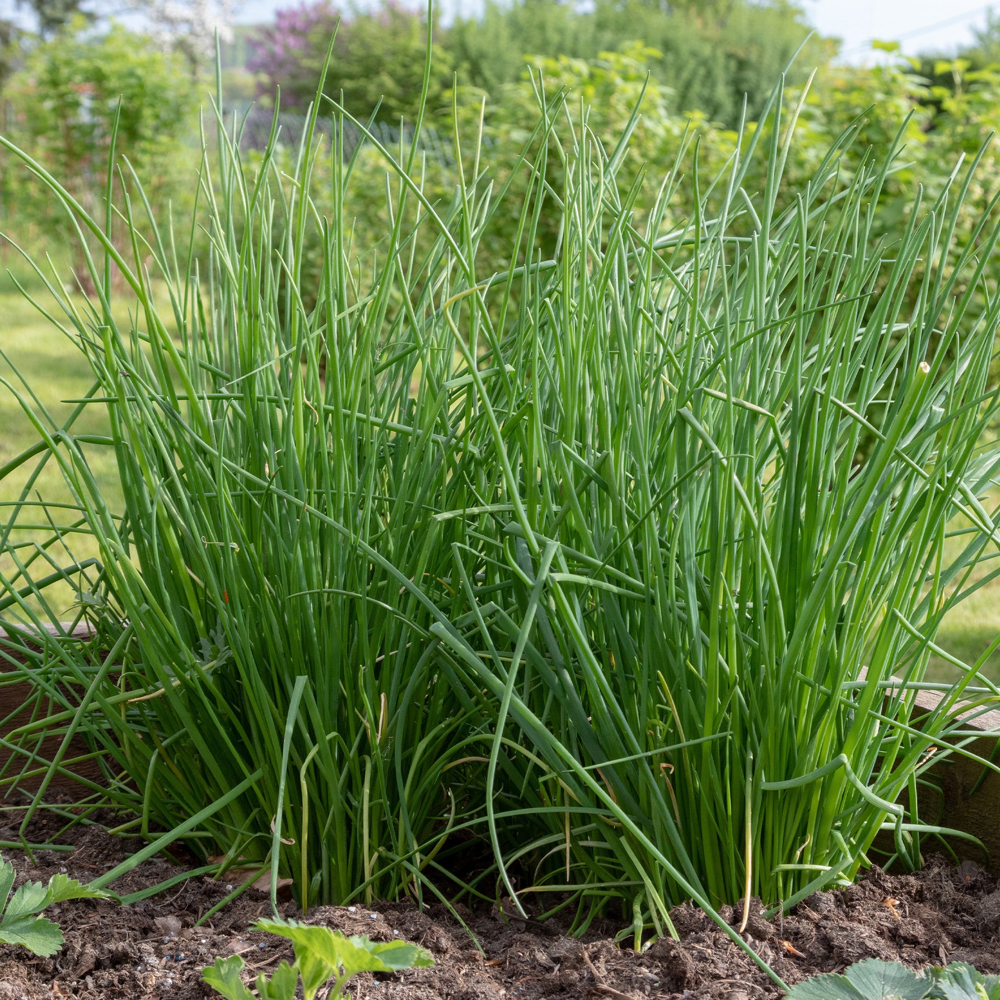 Zakje bieslook zaden - Allium schoenoprasum - Bakker