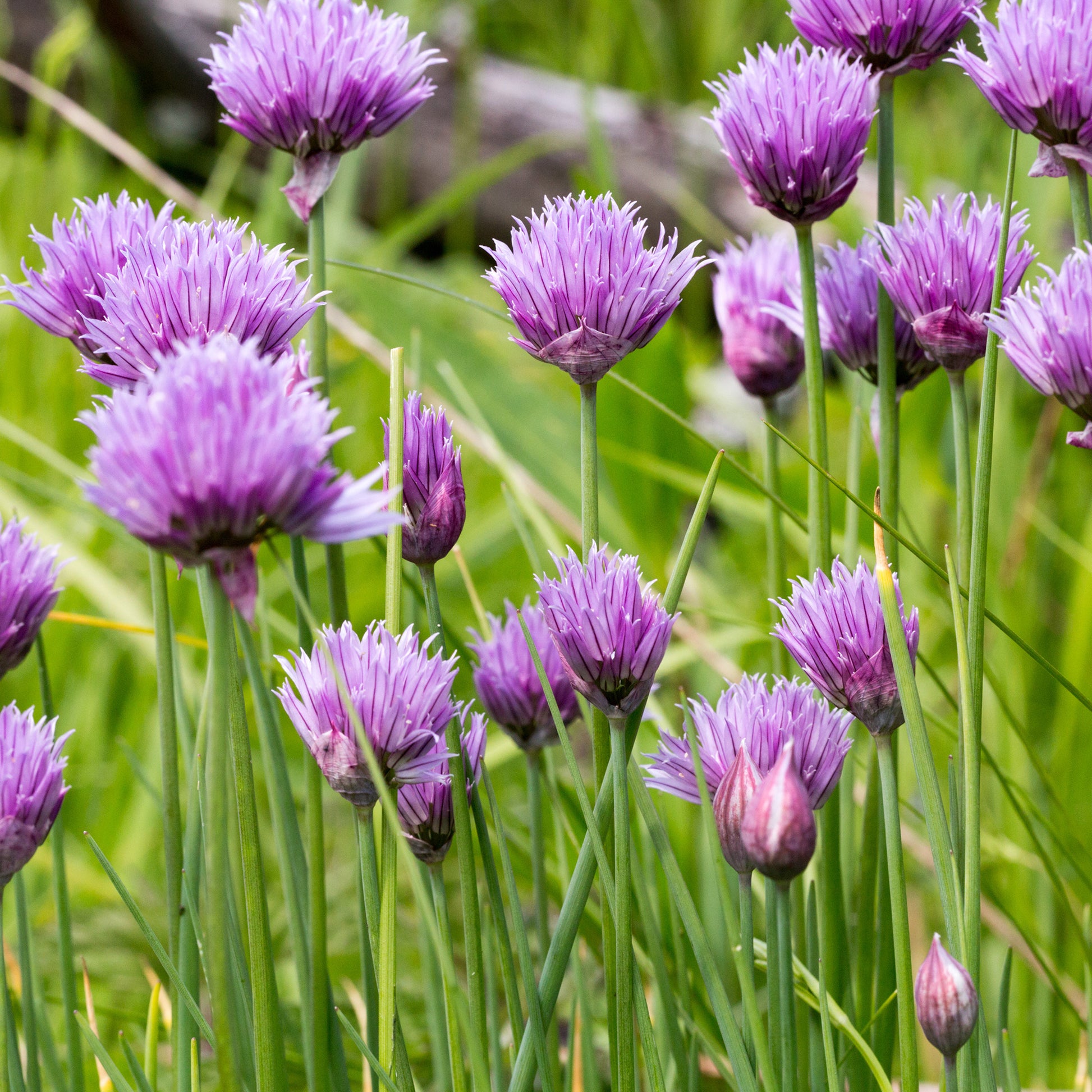 Kruidenzaden - Zakje bieslook zaden - Allium schoenoprasum