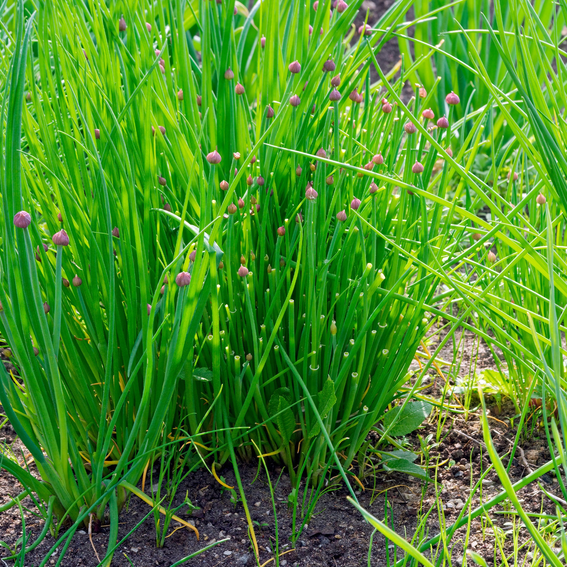 Allium schoenoprasum - Zakje bieslook zaden - Kruidenzaden